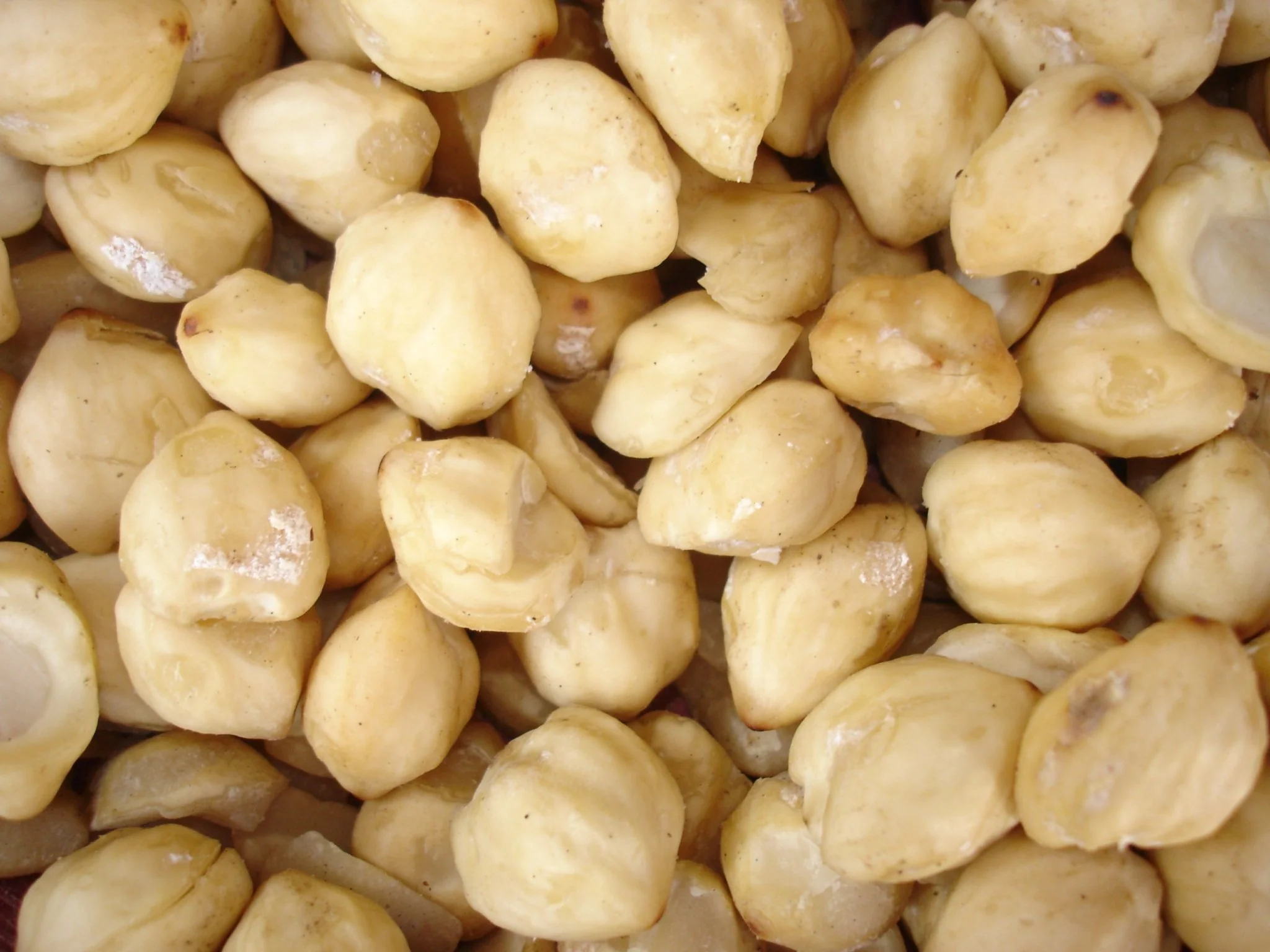 Candlenut
